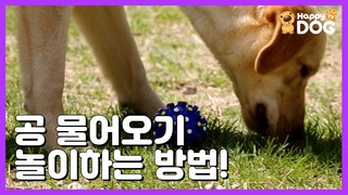 강아지와 공 물어오기 놀이 훈련 방법!!