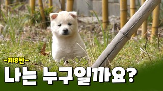 한국의 강아지, 나는 누구일까요?