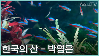 한국의 산 - 박영은